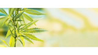 Qu’est-ce que l’effet d’entourage ? 